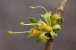 Turraea nilotica