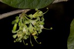 Turraea nilotica