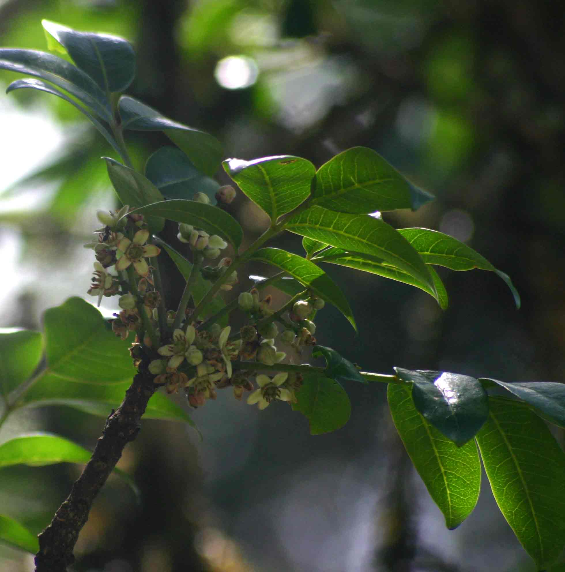 Ekebergia capensis