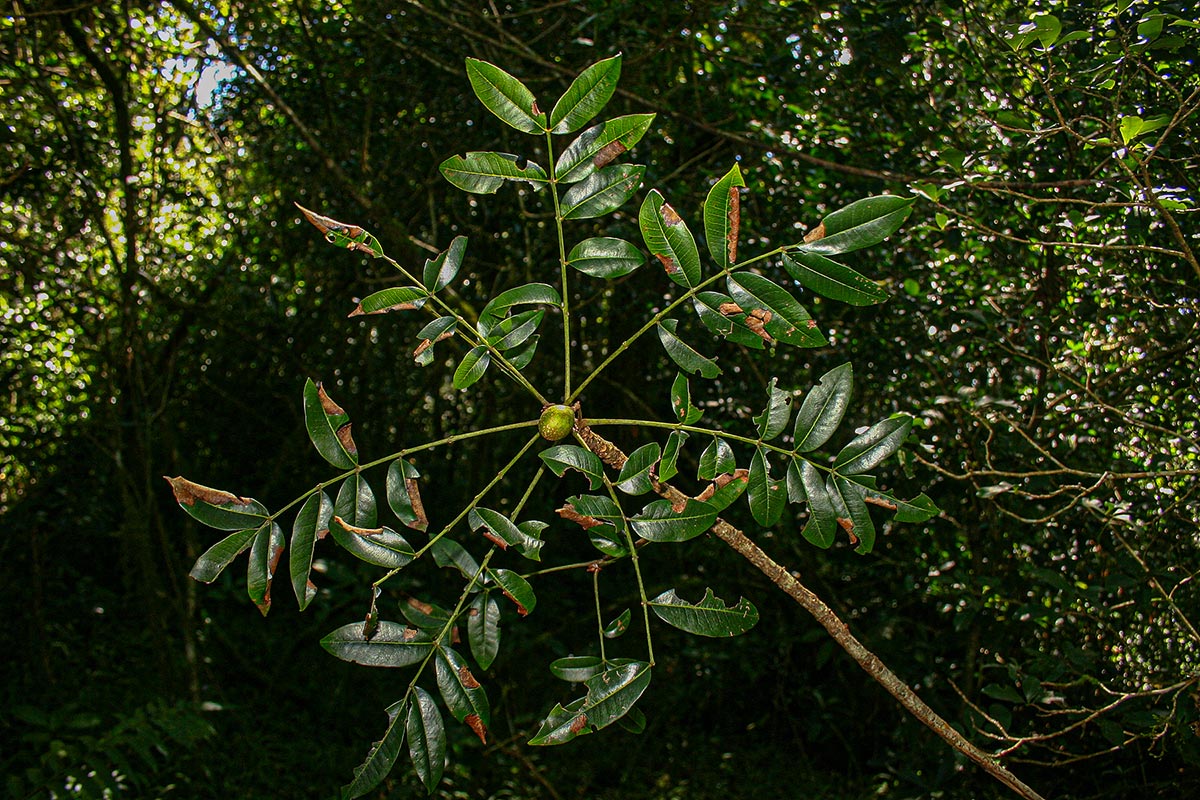 Ekebergia capensis