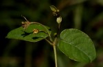 Sphedamnocarpus pruriens var. pruriens