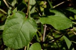 Sphedamnocarpus pruriens var. pruriens