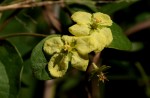 Sphedamnocarpus pruriens var. pruriens