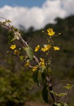 Sphedamnocarpus pruriens var. pruriens