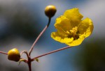 Sphedamnocarpus pruriens var. pruriens