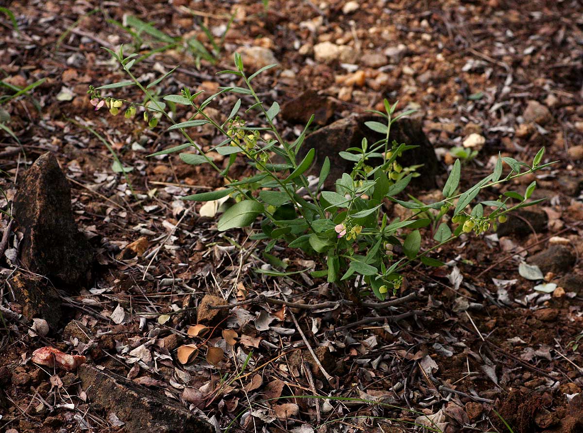 Polygala sphenoptera