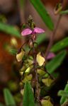 Polygala sphenoptera