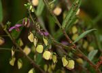 Polygala sphenoptera