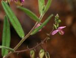 Polygala sphenoptera