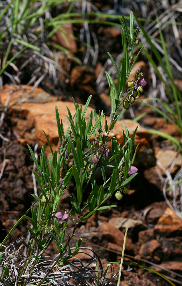 Polygala sphenoptera