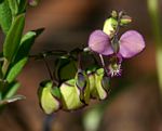 Polygala sphenoptera