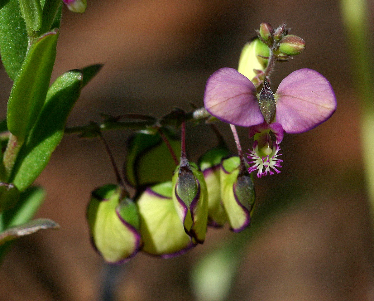 Polygala sphenoptera