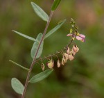 Polygala sphenoptera