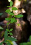 Polygala sphenoptera