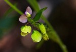 Polygala sphenoptera