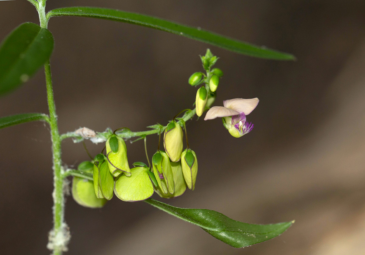 Polygala sphenoptera