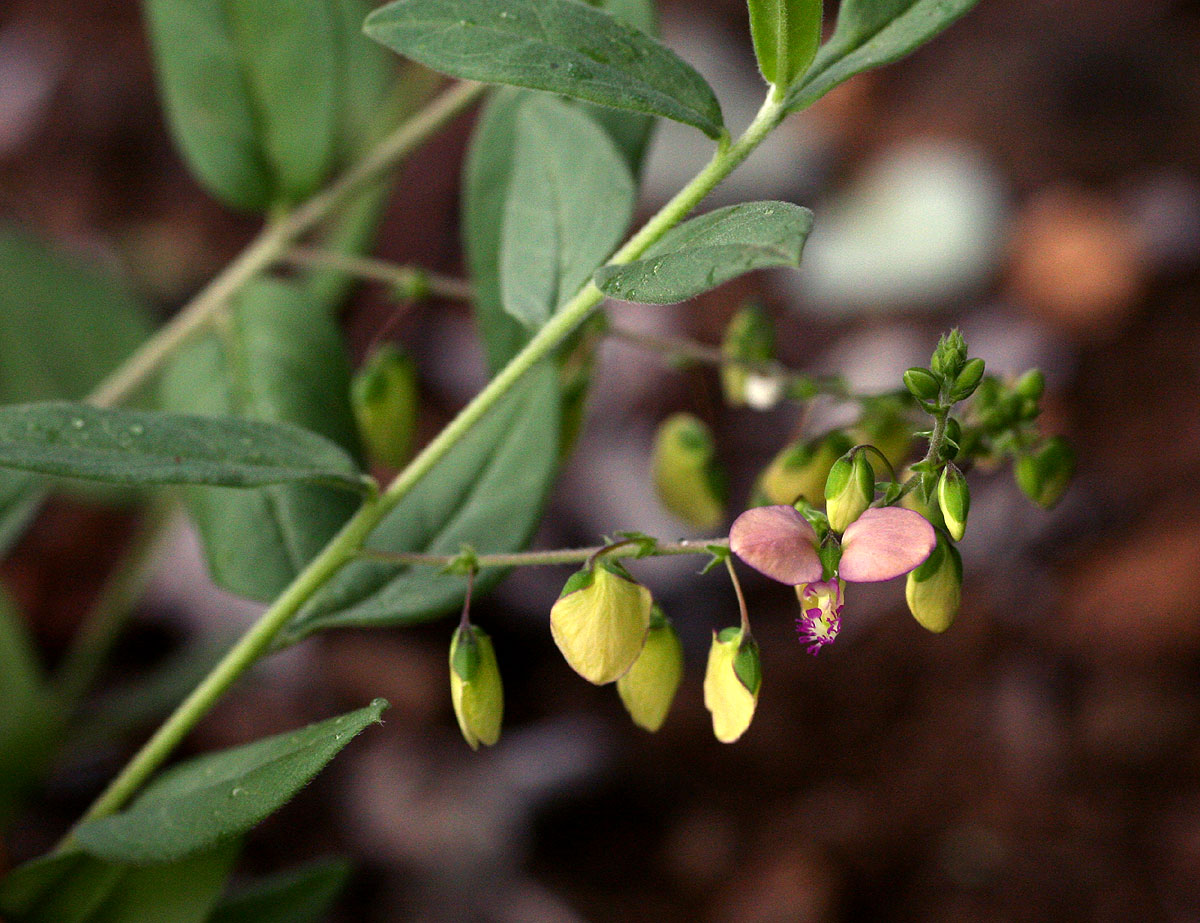 Polygala sphenoptera