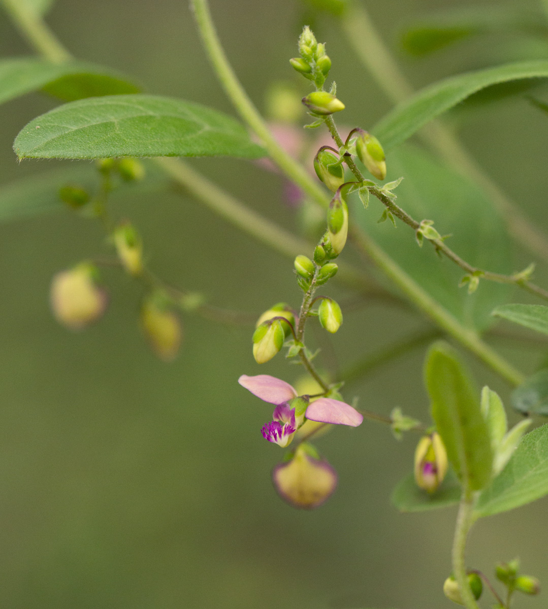 Polygala sphenoptera