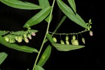 Polygala sphenoptera