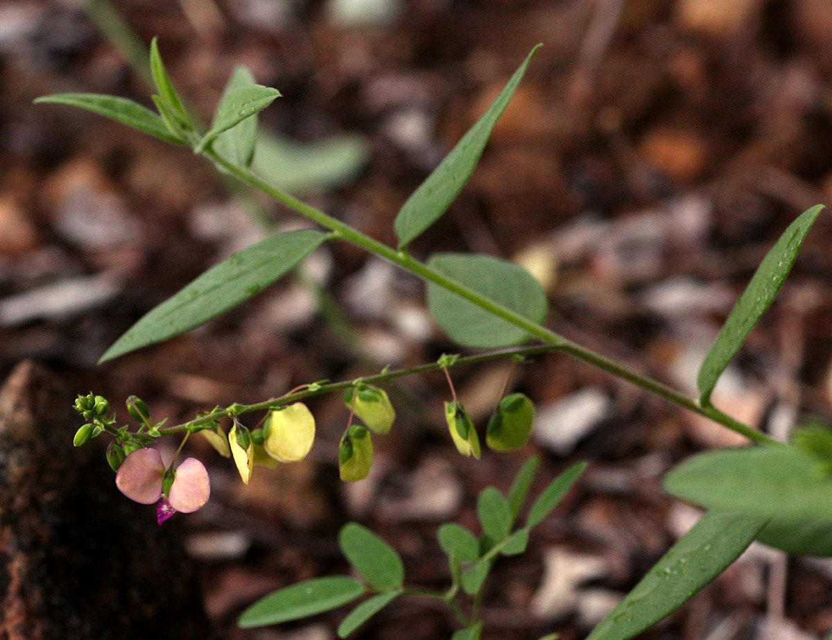 Polygala sphenoptera