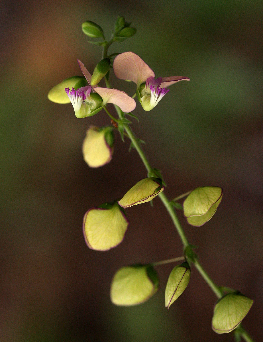 Polygala sphenoptera