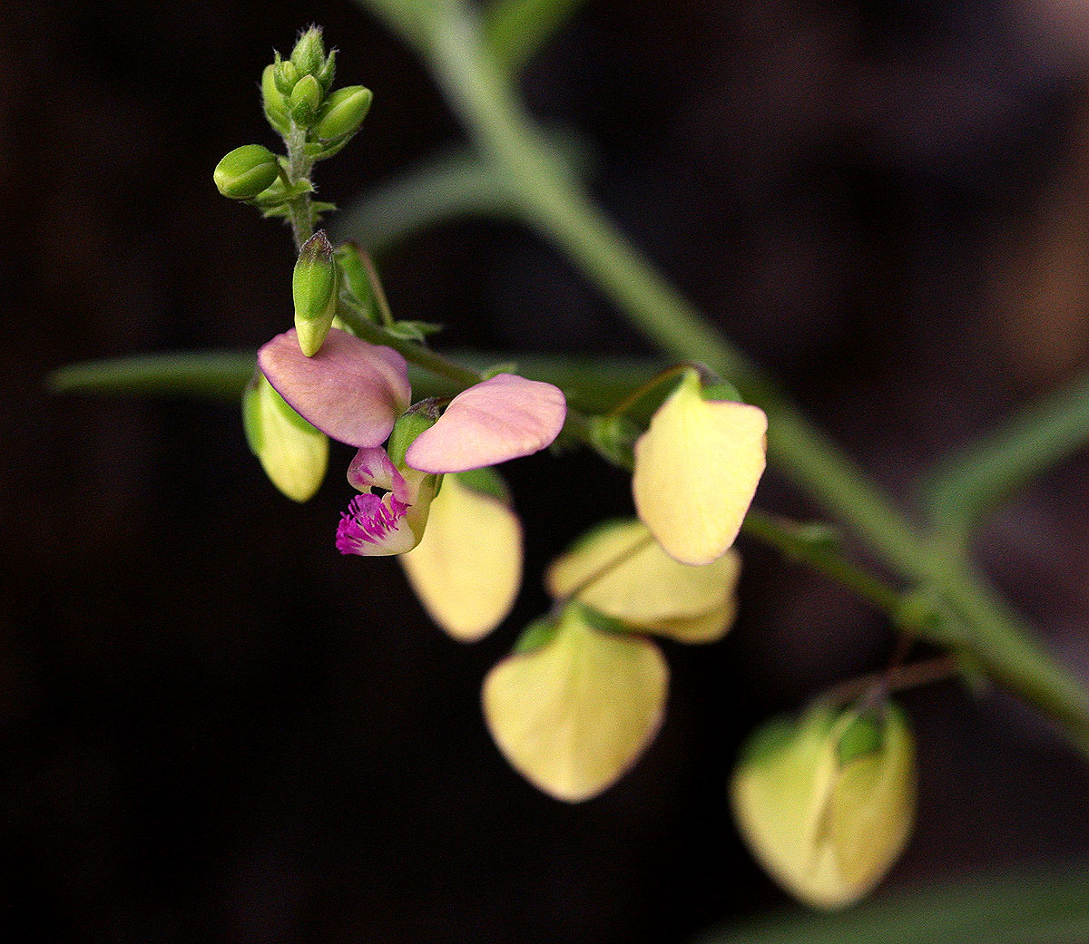 Polygala sphenoptera