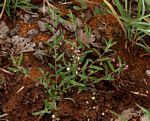 Polygala sphenoptera