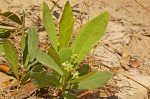 Dichapetalum cymosum