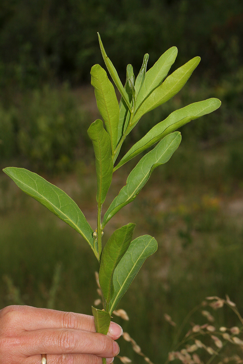 Dichapetalum cymosum