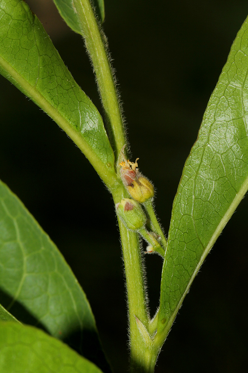 Dichapetalum cymosum