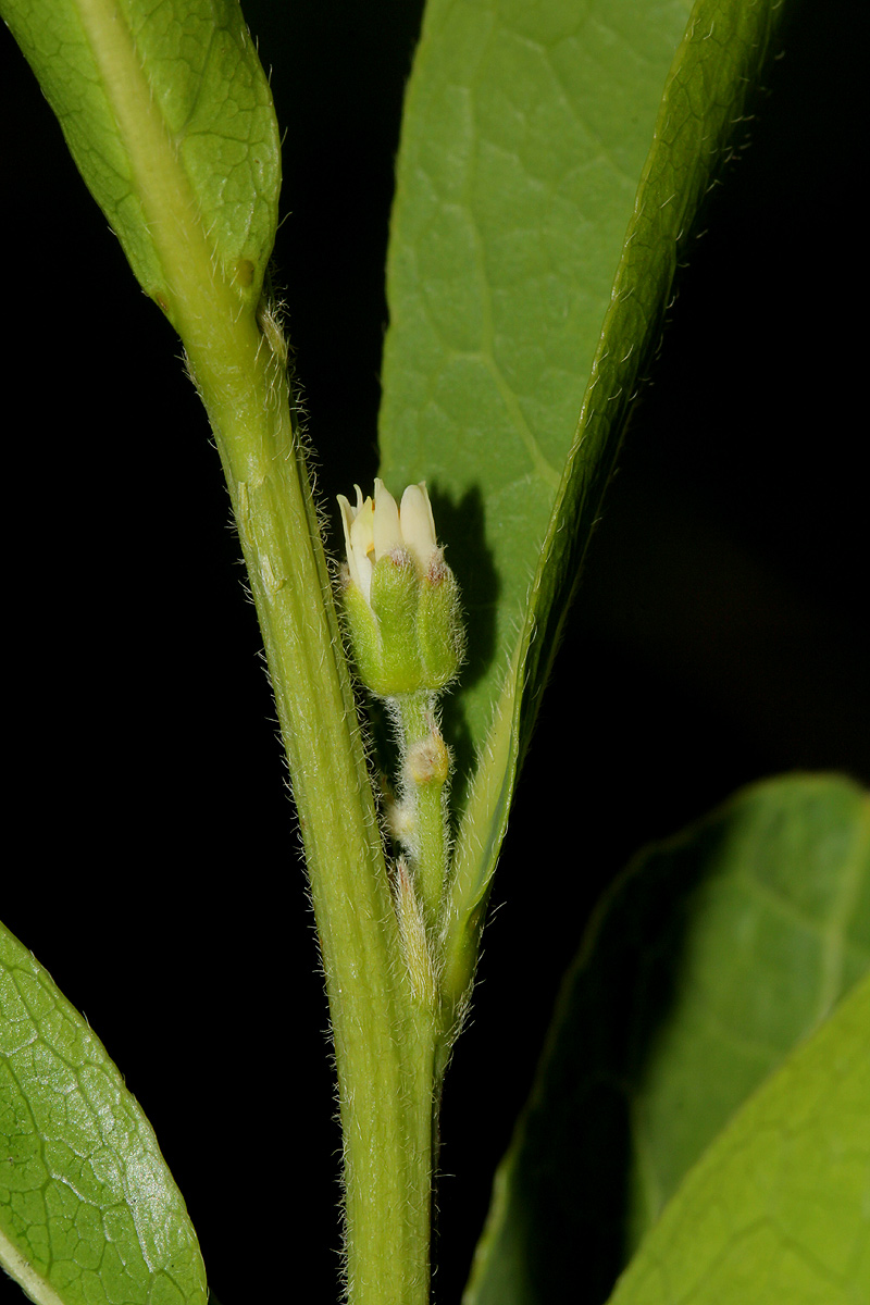 Dichapetalum cymosum