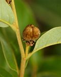 Dichapetalum rhodesicum