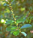 Bridelia cathartica subsp. melanthesoides var. melanthesoides