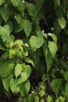 Croton megalobotrys