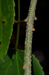 Croton megalobotrys