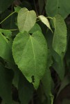 Croton megalobotrys