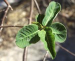 Euphorbia espinosa