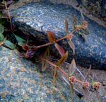 Euphorbia hirta