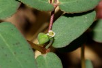 Euphorbia indica