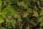 Euphorbia indica