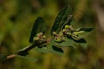 Euphorbia indica