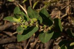 Euphorbia indica