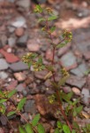 Euphorbia indica