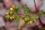 Euphorbia indica