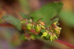 Euphorbia indica