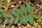 Euphorbia indica