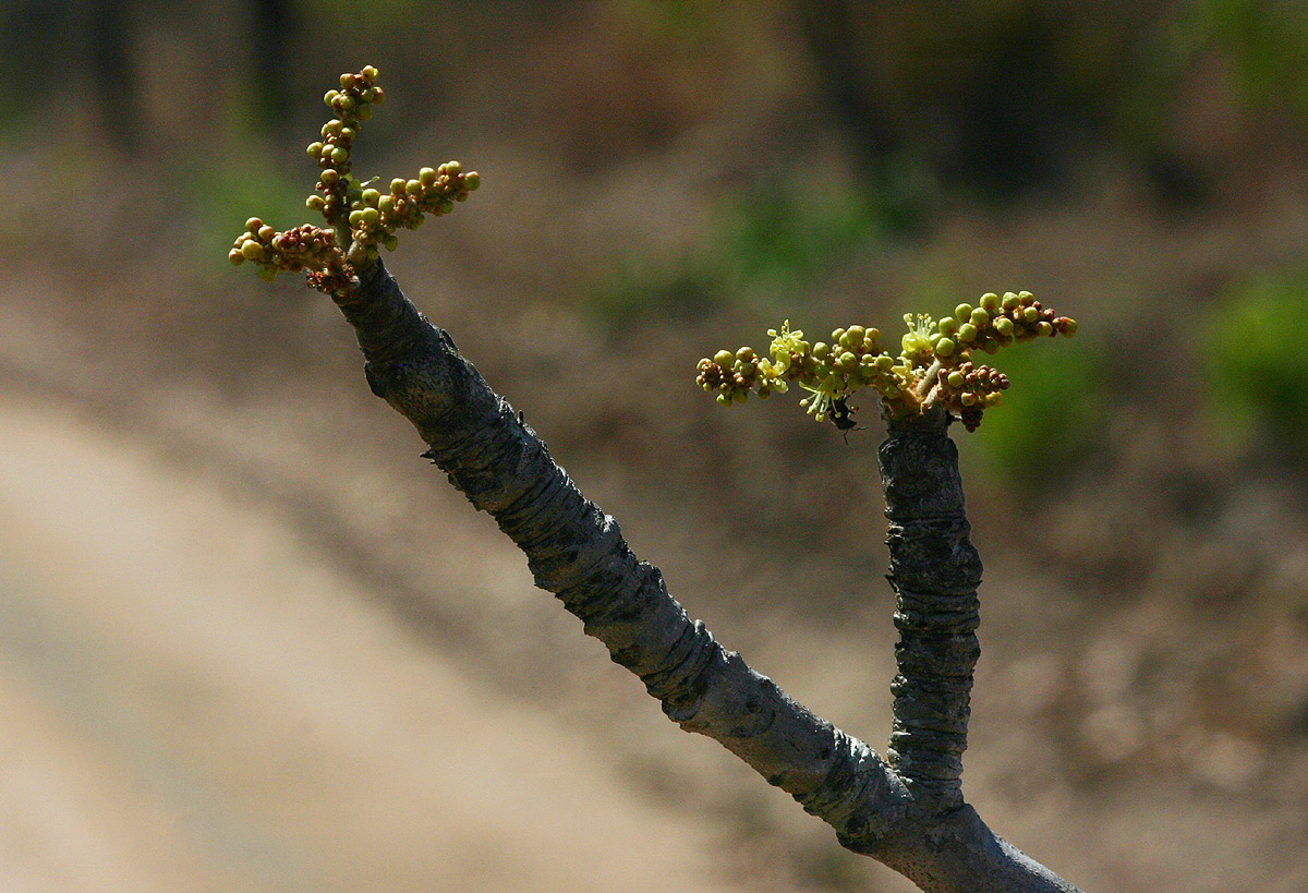 Lannea discolor