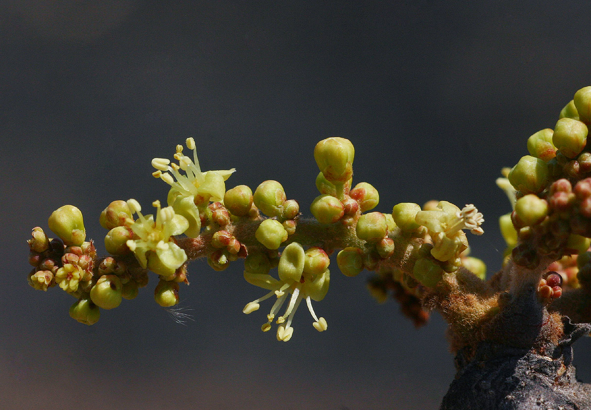 Lannea discolor