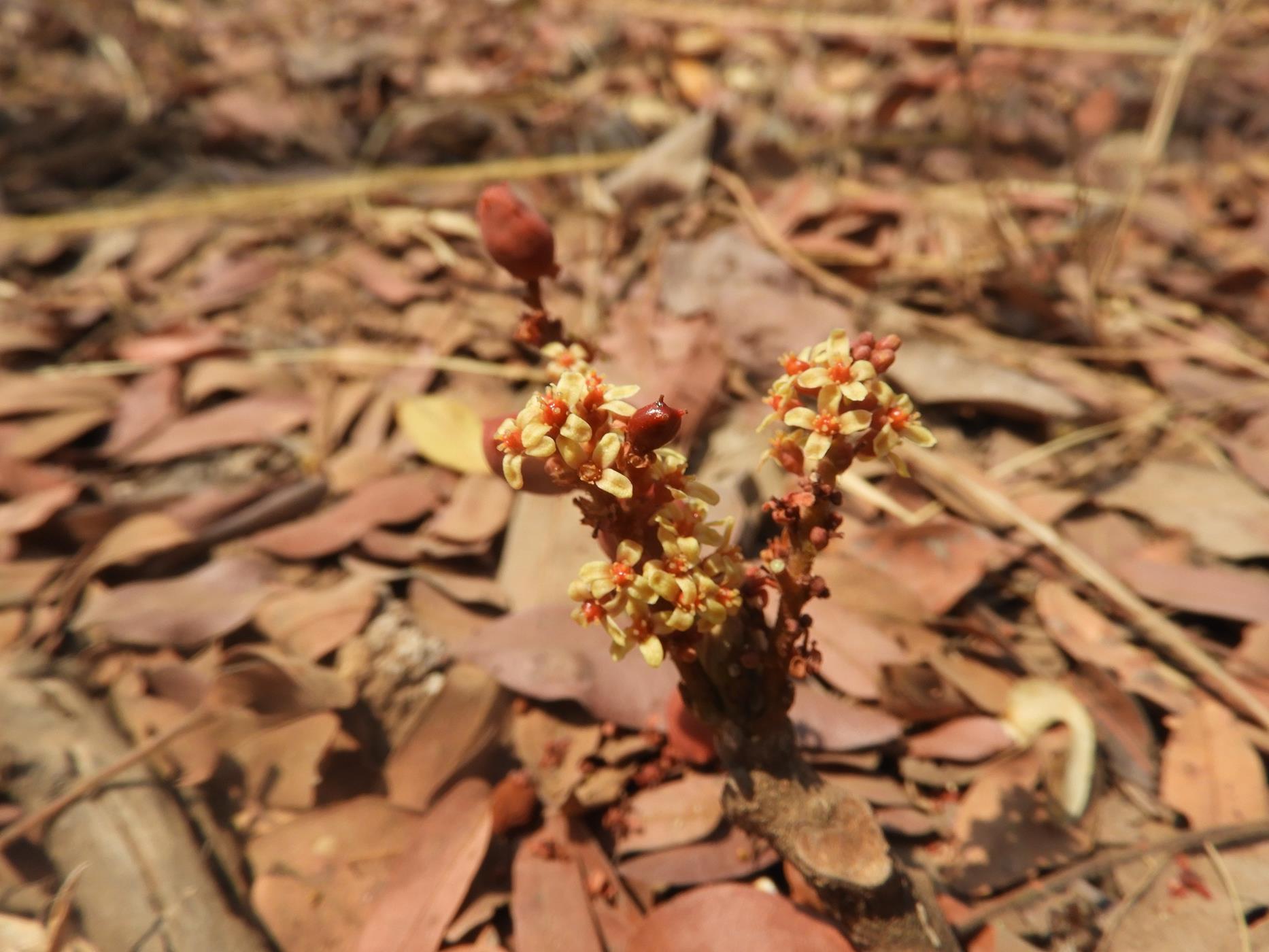 Lannea edulis var. edulis