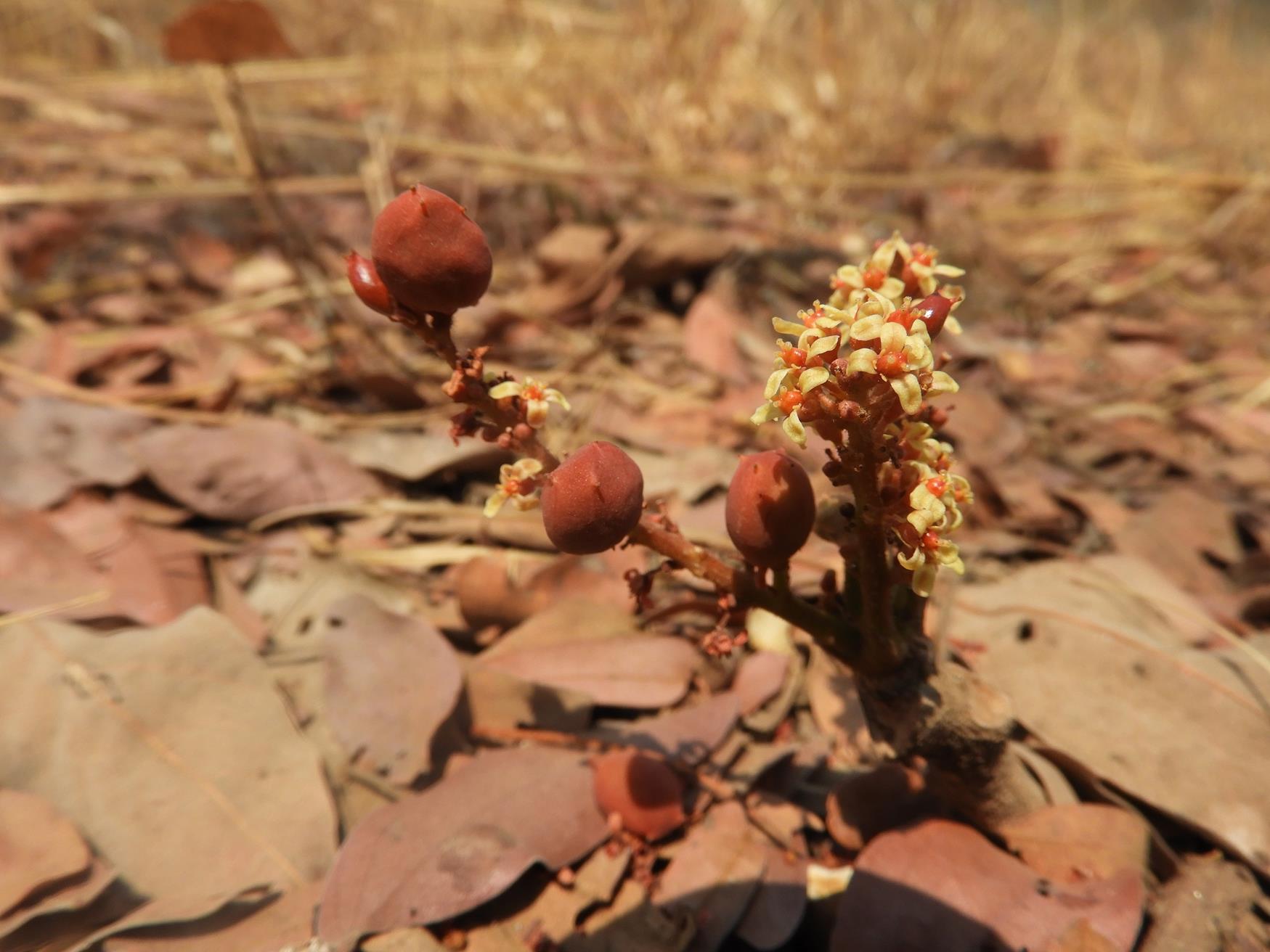 Lannea edulis var. edulis